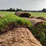 Comment choisir et entretenir son gazon en rouleau pour un jardin impeccable